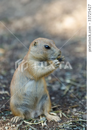Black-tailed prairie dogs (Cynomys ludovicianus) 33725427