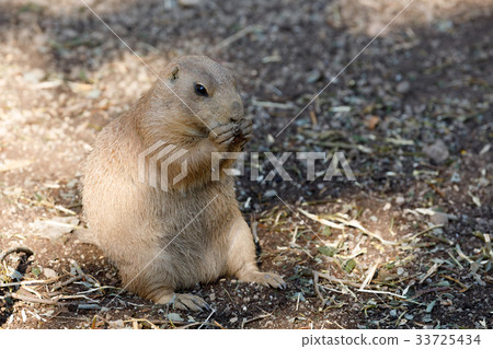 Black-tailed prairie dogs (Cynomys ludovicianus) 33725434