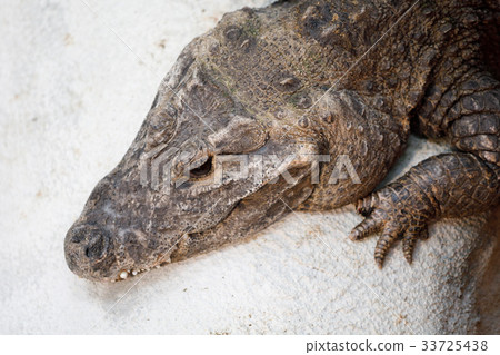 dwarf crocodile (Osteolaemus tetraspis) 33725438