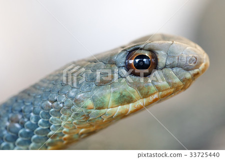 Montpellier snake (Malpolon insignitus) 33725440
