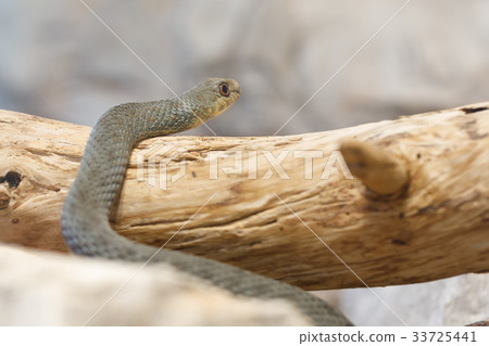 Montpellier snake (Malpolon insignitus) Montpellier snake (Malpolon insignitus) 33725441