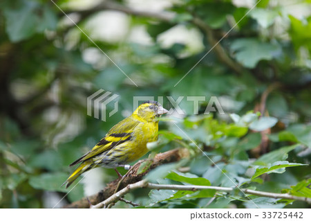 Eurasian siskin (Spinus spinus) small bird 33725442