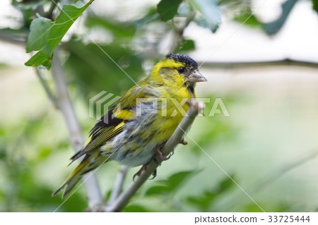 Eurasian siskin (Spinus spinus) small bird Eurasian siskin (Spinus spinus) small bird 33725444