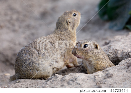 European ground squirrel (Spermophilus citellus) European ground squirrel (Spermophilus citellus) 33725454