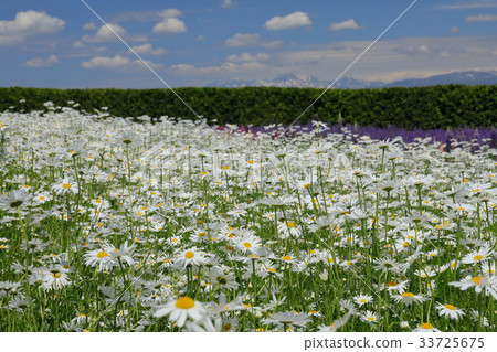 Flower garden of Furano in Hokkaido 33725675