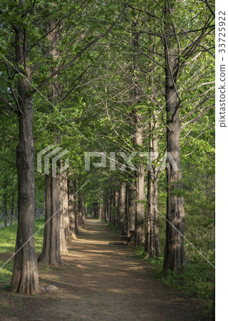 Metasequoia, Sky Park, World Cup Park, Sangam-dong, Mapo-gu, Seoul Metasequoia, Sky Park, World Cup Park, Sangam-dong, Mapo-gu, Seoul 33725922