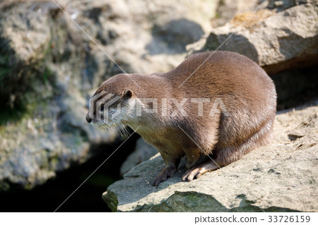 European Otter Family Lutra Lutra Stock Photo 33726159 Pixta