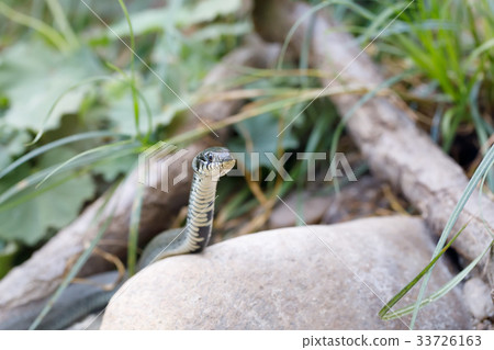 grass snake (Natrix natrix) close up 33726163