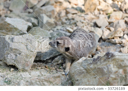 meerkat or suricate (Suricata suricatta) meerkat or suricate (Suricata suricatta) 33726189