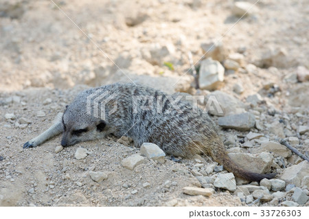 meerkat or suricate (Suricata suricatta) meerkat or suricate (Suricata suricatta) 33726303