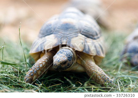 Russian tortoise (Agrionemys horsfieldii) Russian tortoise (Agrionemys horsfieldii) 33726310