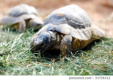 Russian tortoise (Agrionemys horsfieldii) 33726312