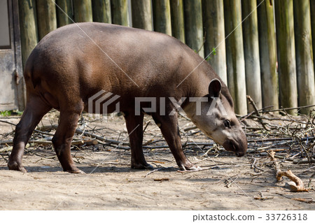 endangered South American tapir 33726318