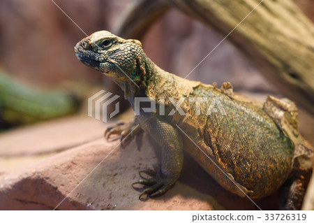 Uromastyx is a genus agamid lizards Uromastyx is a genus agamid lizards 33726319