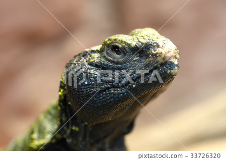 Uromastyx is a genus agamid lizards Uromastyx is a genus agamid lizards 33726320