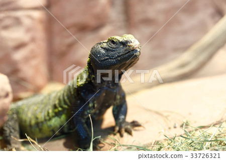 Uromastyx is a genus of agamid lizards 33726321