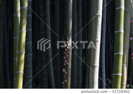 Ivy, bamboo, Damyang-gun, Jeonnam 33726402
