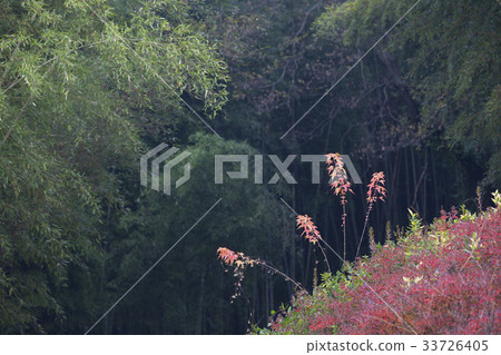 Maple Leaf, Bamboo, Damyang-gun, Jeonnam 33726405