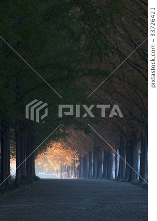 Metasequire, Damyang-gun, Jeonnam Metasequire, Damyang-gun, Jeonnam 33726421