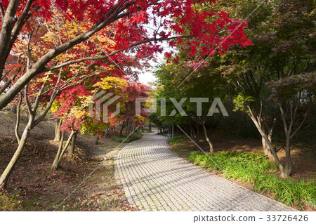 Maple Tree, Bomun Complex, Gyeongju City, Gyeongbuk Province Maple Tree, Bomun Complex, Gyeongju City, Gyeongbuk Province 33726426