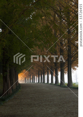 Metasequire, Damyang-gun, Jeonnam Metasequire, Damyang-gun, Jeonnam 33726455