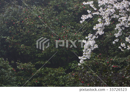 Cherry blossoms, Jirisan, Gurye-gun, Jeonnam 33726523