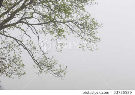 Branch, Changnyeong-gun, Gyeongnam 33726529