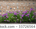 Phlox, Tottam, Nampyeongmun Bongrisa, Dalseong, Daegu 33726564