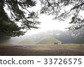 Pine, Gyeongju Baedong, Samryung (Historic Site No. 219), Gyeongju, Gyeongbuk 33726575