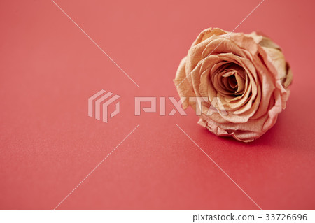 Rose dry flower 33726696