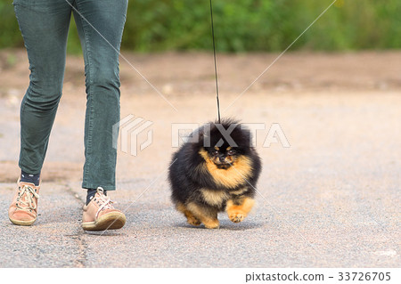 Dog Spitz Close-up 33726705