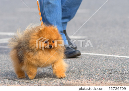 Dog Spitz Close-up 33726709