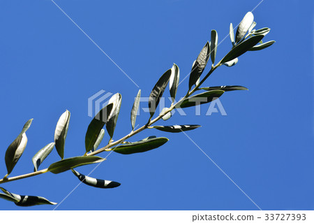 Olive branch 33727393