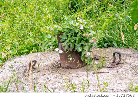 Convolvulus arvensis or field bindweed Convolvulus arvensis or field bindweed 33727568