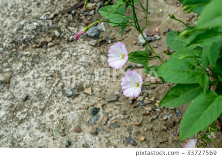 Convolvulus arvensis or field bindweed 33727569