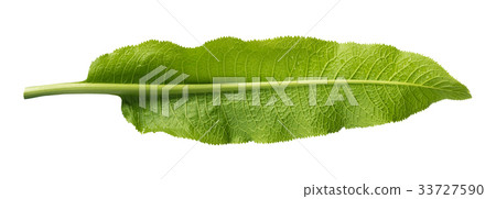 Horseradish leaf isolated Horseradish leaf isolated 33727590