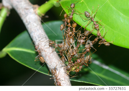 The unity of the ant nest building. The unity of the ant nest building. 33727631