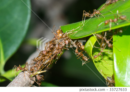 The unity of the ant nest building. The unity of the ant nest building. 33727633