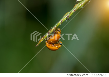 Breeding of beetles. 33727635