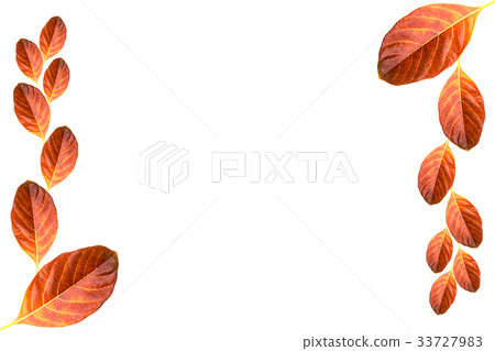 Close up orange leaf on white background. 33727983