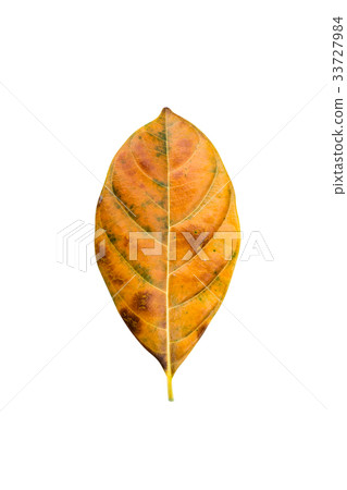 Close up orange leaf on white background. 33727984