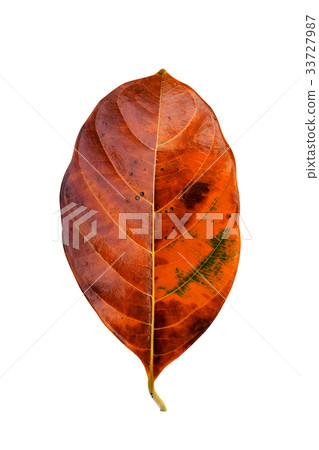 Close up orange leaf on white background. Close up orange leaf on white background. 33727987
