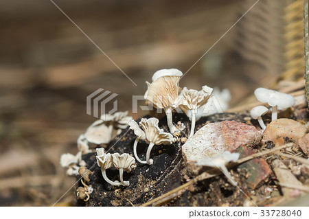 A group of poisonous mushrooms in the forest. A group of poisonous mushrooms in the forest. 33728040