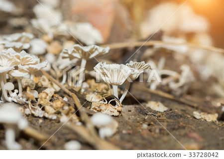A group of poisonous mushrooms in the forest. 33728042