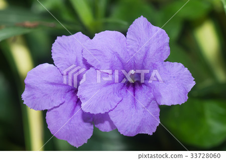 Purple flower are blooming. 33728060
