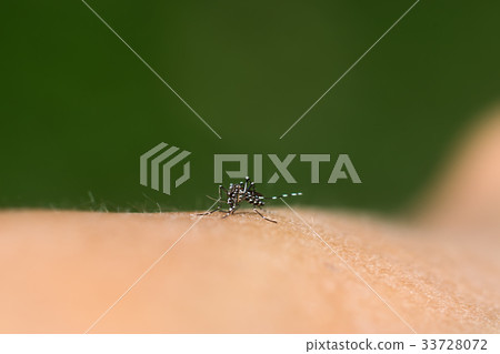 Close-up of a mosquito sucking blood. 33728072