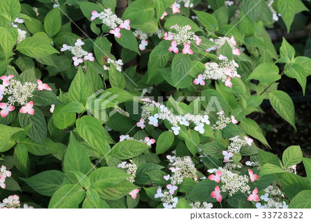 Flowers Flowers 33728322