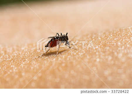 Close-up of a mosquito sucking blood. 33728422