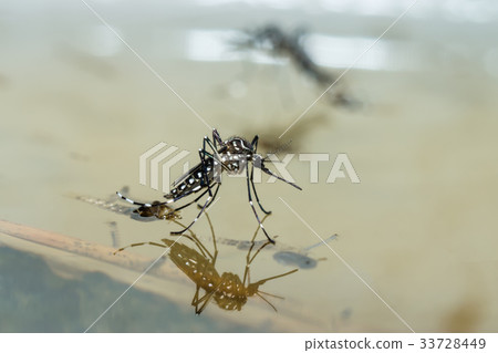 Macro of a Mosquito on water 33728449