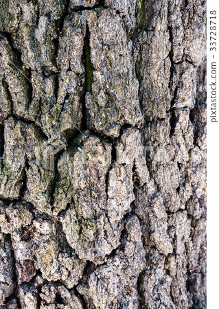 texture of the old tree bark texture of the old tree bark 33728718
